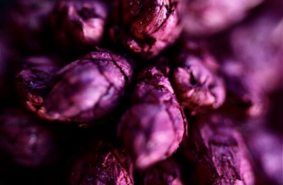 Brahma Kamal Flower Paintings